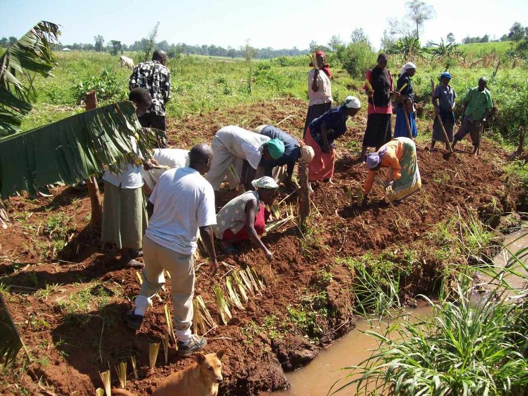 Tree seedlings being planted